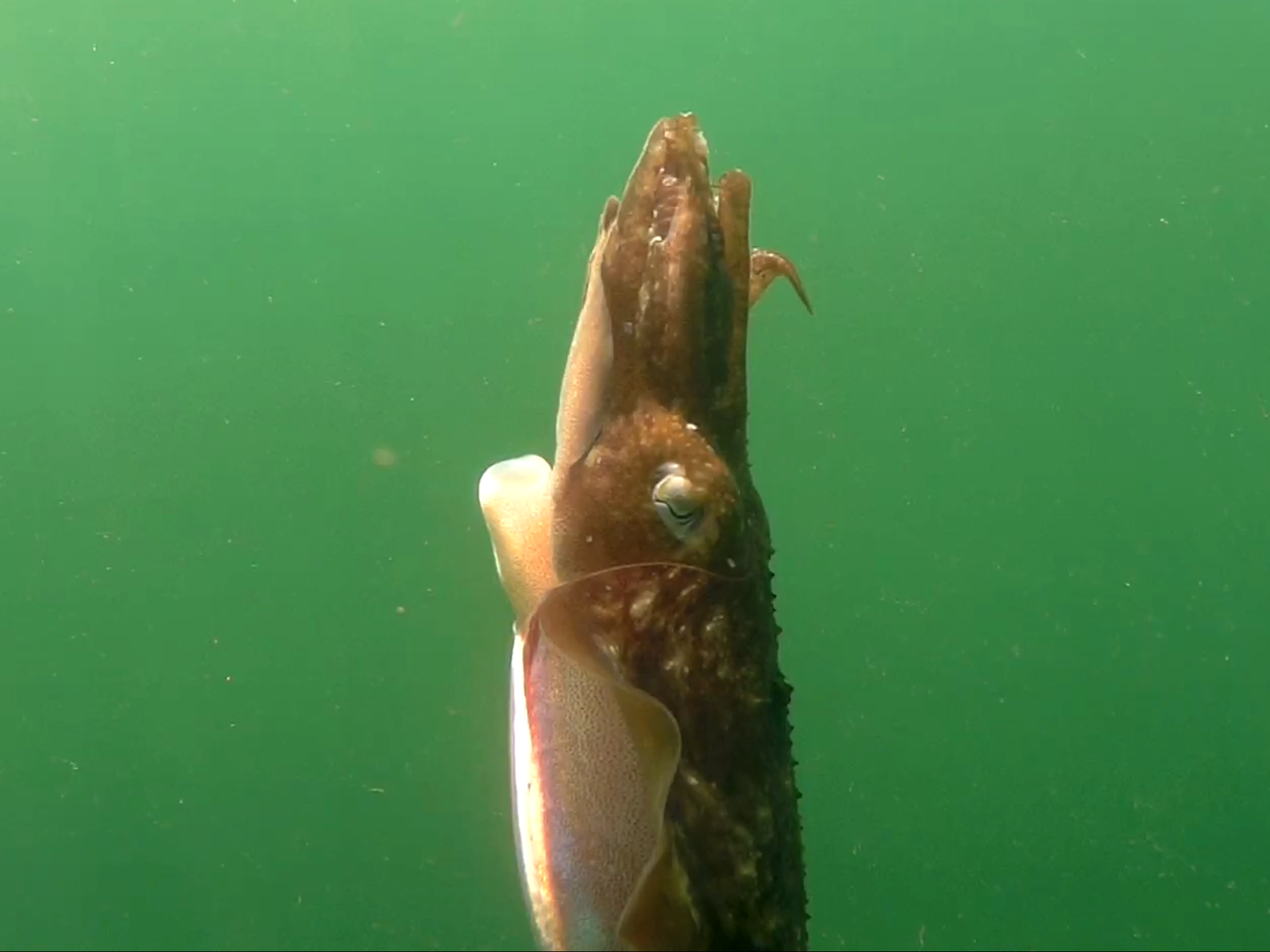 Giant Squid Terrorises Teignmouth